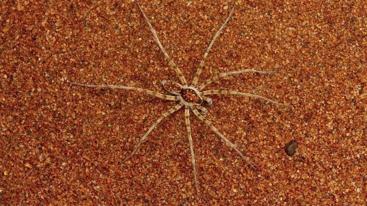 Almost 50 new spider species identified in Australia