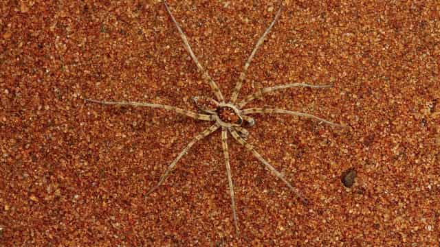 Almost 50 new spider species identified in Australia