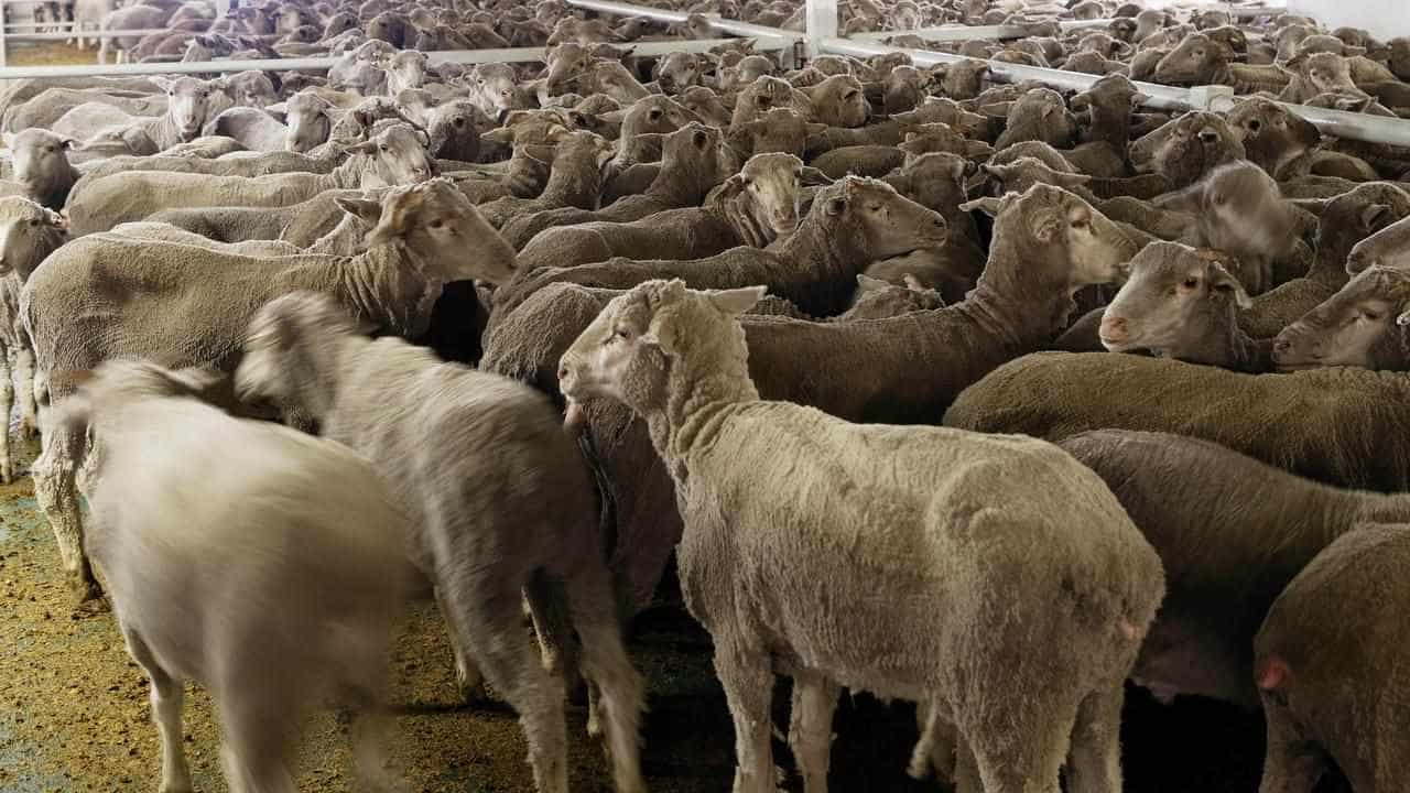 Charges dropped against exporter over 2400 sheep deaths