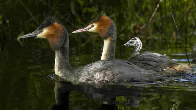 Vomiting puteketeke wins New Zealand bird competition