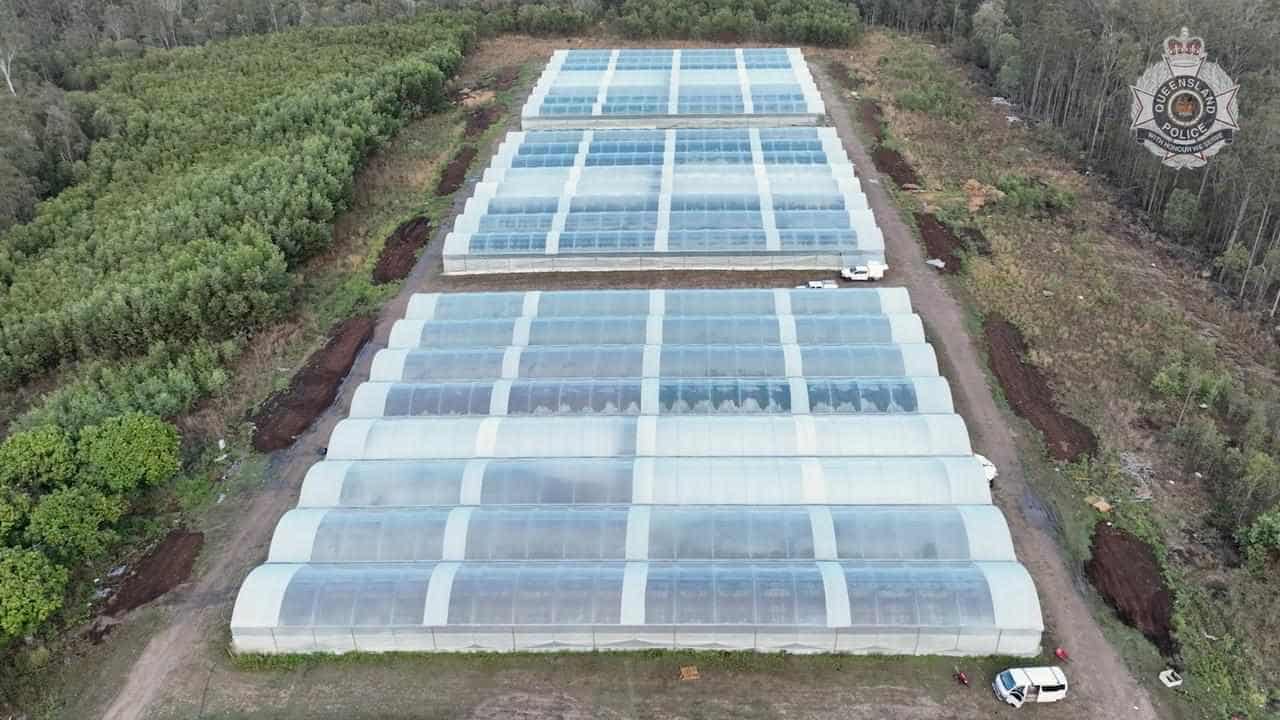 Drug raids net $60m of cannabis crop in tunnels on farm