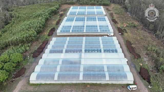 Drug raids net $60m of cannabis crop in tunnels on farm