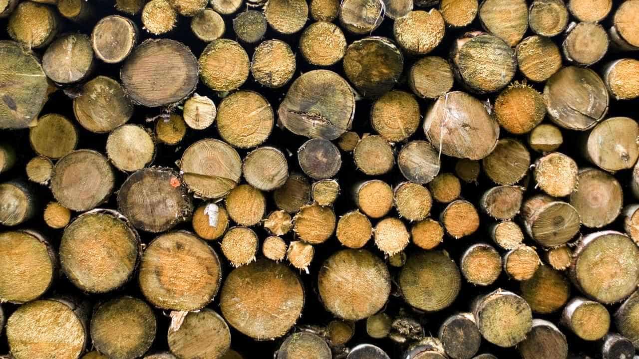 VicForests records $60m loss as industry closure looms