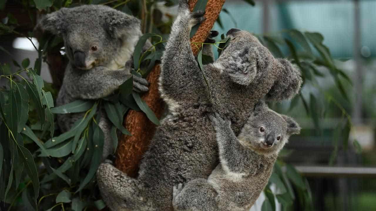 Forestry contractor fined $79,000 for koala cruelty