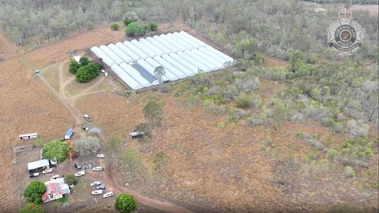 Police farm raid yields $70m cannabis crop