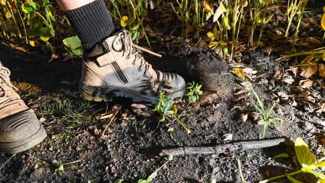 Invasive fire ants jump border from Queensland to NSW