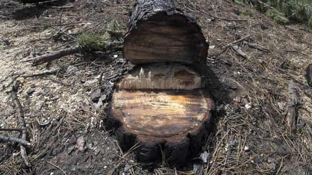 Mass illegal tree removal devastates harbourside suburb