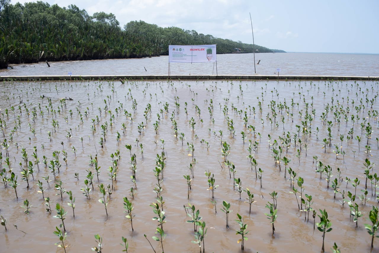 Mowilex Completes its Pledge to Plant 50,000 Mangrove Trees by Establishing 25,000 Trees in West Kalimantan, While Supporting Local Environmental Hero