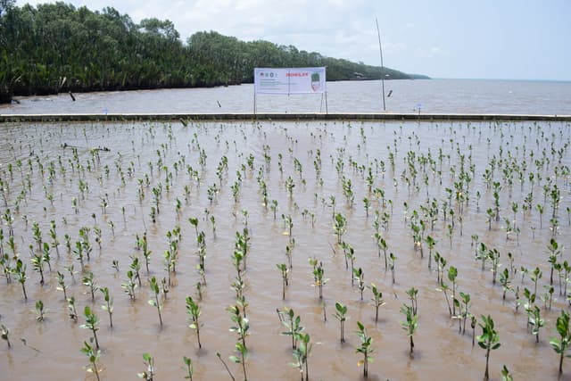 Mowilex Completes its Pledge to Plant 50,000 Mangrove Trees by Establishing 25,000 Trees in West Kalimantan, While Supporting Local Environmental Hero