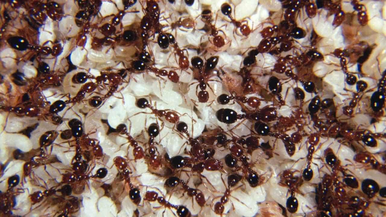 Turf theory probed in NSW red fire ant outbreak