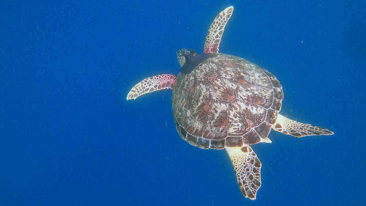 Sea turtles tracked swimming deep into Sydney Harbour