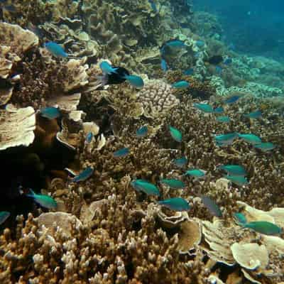 Spanish tourist dies while on Great Barrier Reef trip