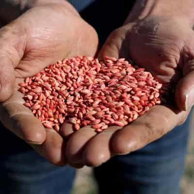 Australian barley back in China after lifted tariffs