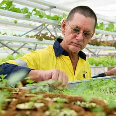 Christmas Island hydroponic farm dishes up fresh greens