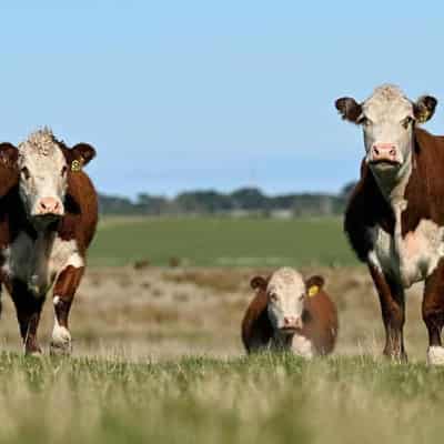 Australia leads research push on livestock emissions