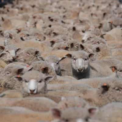 Lamb on the menu in up and down outlook for farmers