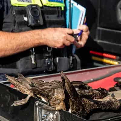 Dwindling duck numbers 'demand hunting ban'