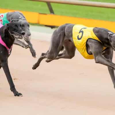 Two years for greyhound racers to clean up or close up