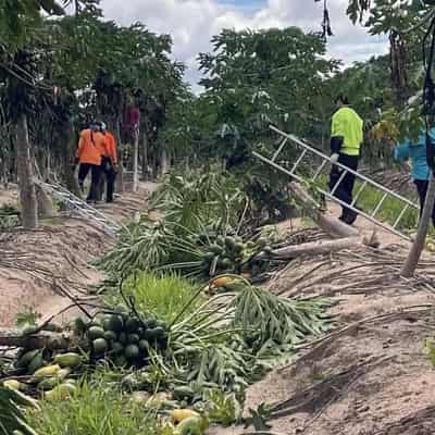 Cyclone crop damage to hit supply as farmers count cost