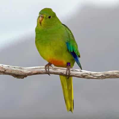 Migration boost for critically endangered parrot