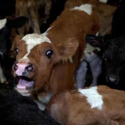 Partial export suspension after abattoir cruelty claims