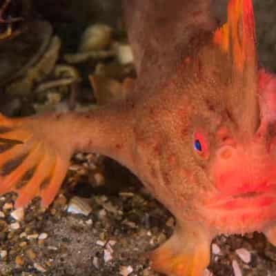 Urgent plan to save red handfish from extinction