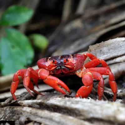 'Fascinating': red crabs marching on Christmas Island