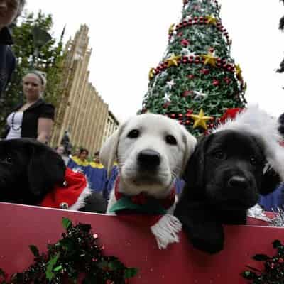 Avoid these Christmas treats that pose threats to pets