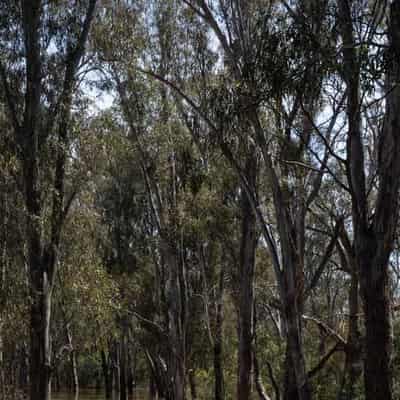 Boy killed by falling tree branch in northern Victoria