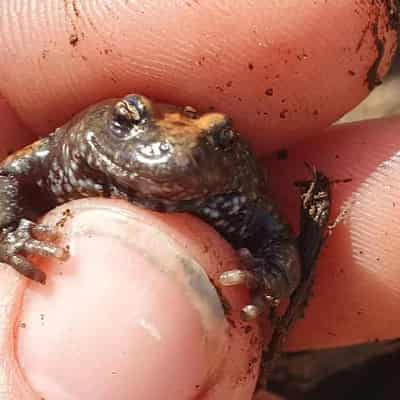 Rangers use AI to sound out toadlet croaked in mystery