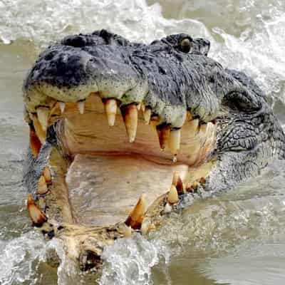 Fisherman's lucky escape as crocodile leaps into tinnie