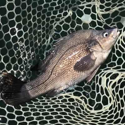 Endangered Macquarie perch given a layer of protection