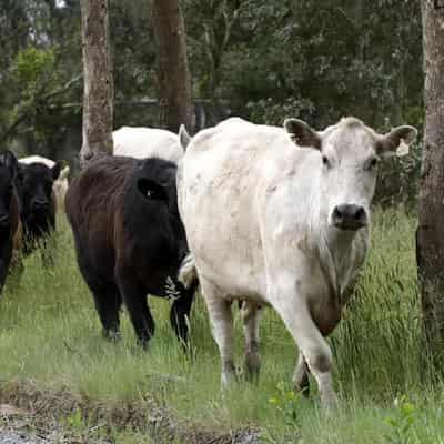 Million cow vaccines sent to protect Australian herds