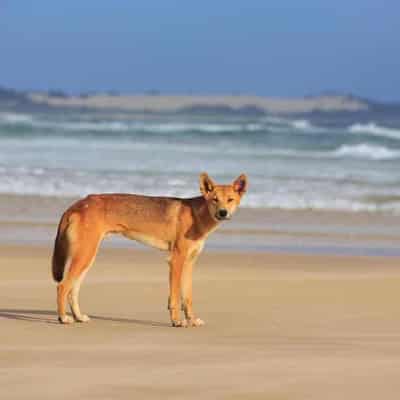 Child bitten by dingo after mother stops to take photo