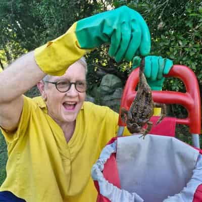 Great Aussie toad bust takes aim at deadly invader