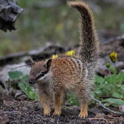 Endangered numbats feel the heat of climate change