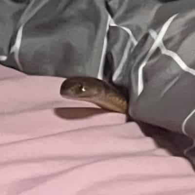 Venomous snake bites woman while lying in her own bed