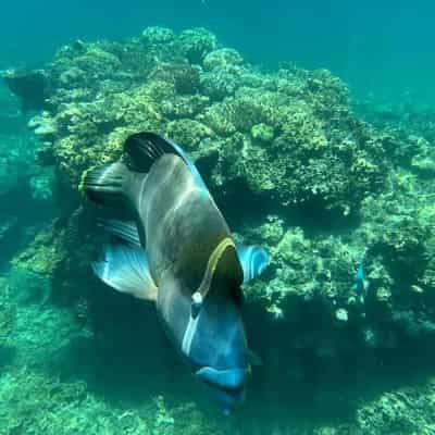 Great Barrier Reef sees 'minor damage' from cyclone