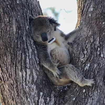 Australian ag tech is helping save endangered species