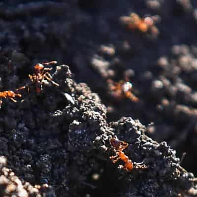 Crafty fire ants use floodwaters to hitch a ride