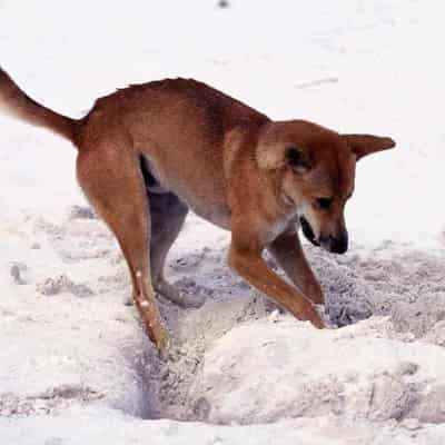 Dingo euthanised after attacks on K'gari