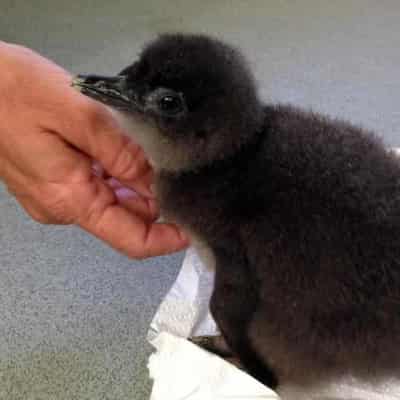 WA penguin population feeling the heat