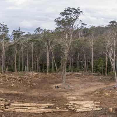 Legal bid to halt logging in more NSW forests