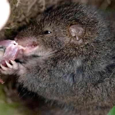 Cannibalism follows killer sex session for marsupial