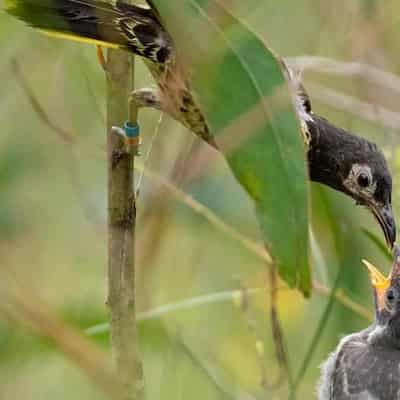 Wild and captive honeyeaters breed in breakthrough