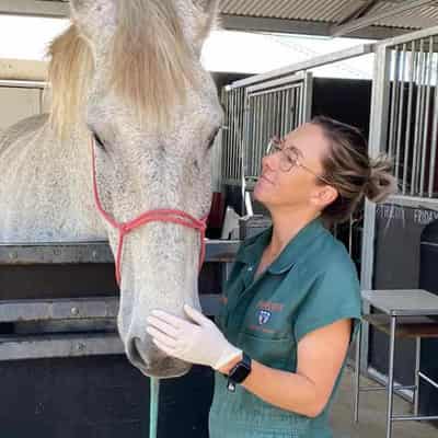 Rural vet's mission to help save the country practice