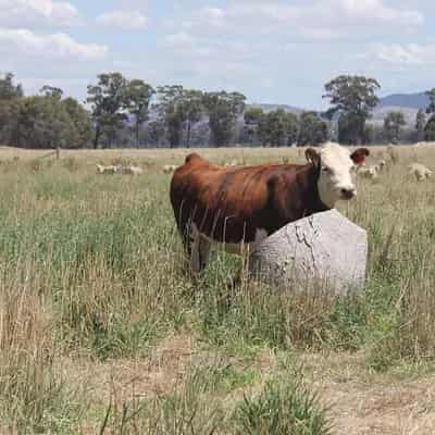 Flooded farmers keep afloat with regenerative methods