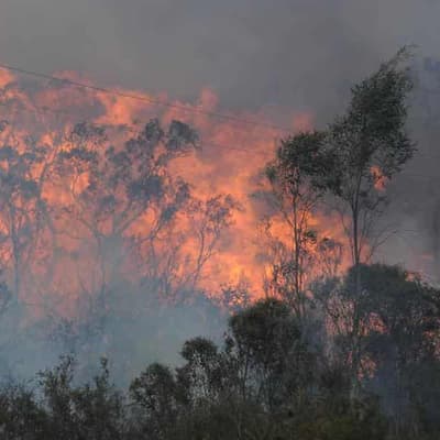 Study warns of worse bushfires after burn-offs, logging