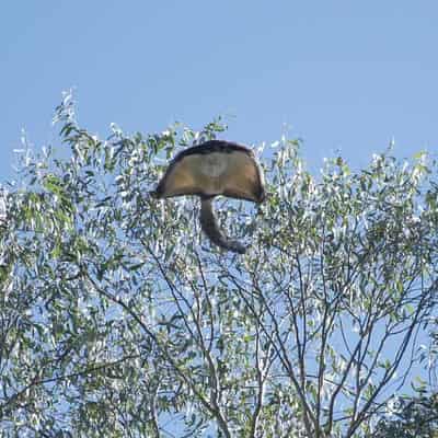 Forestry Corp backs away from logging in glider habitat