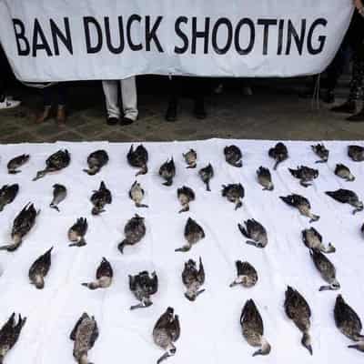 Premier denies duck shooting links killed Vic ban